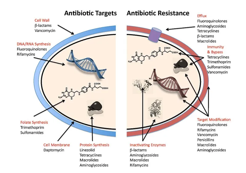 America's Silent Epidemic: Understanding Antibiotic Resistance and What You Can Do About It