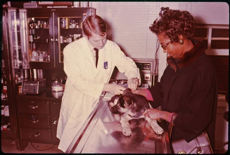 Four Paws, One Household: How Veterinary Antimicrobial Prescriptions Affect the Entire Family's Health